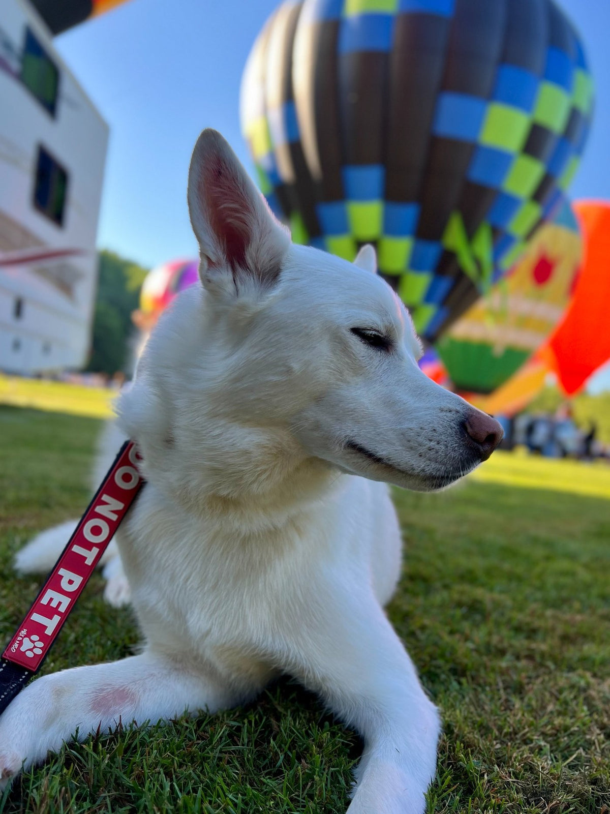 Jack, a rescued white husky and medical-alert service dog, at a hot-air balloon event